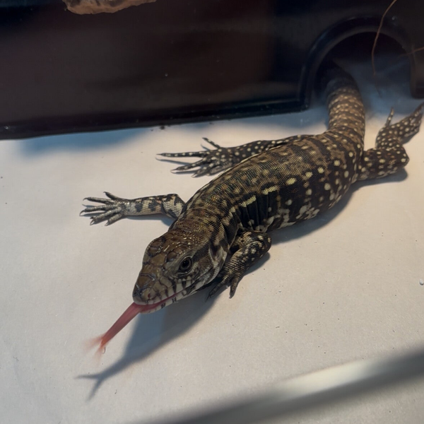 Argentine Black and White Tegu