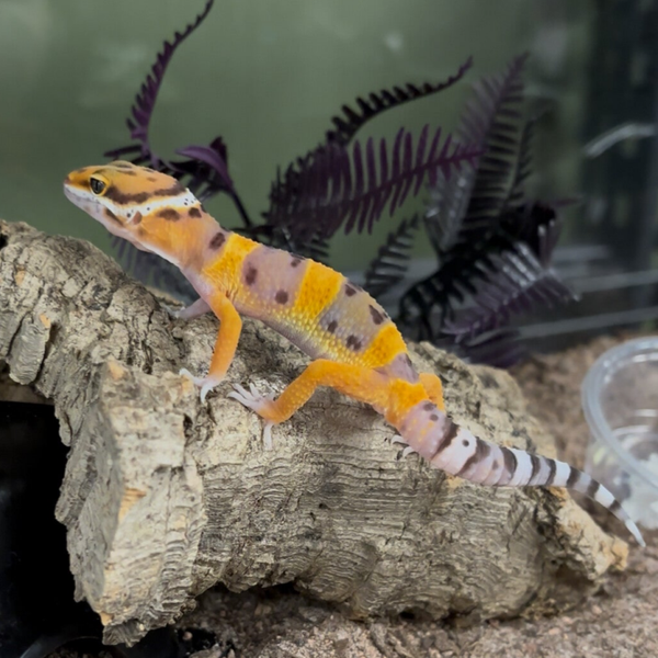 Tangerine Leopard Gecko