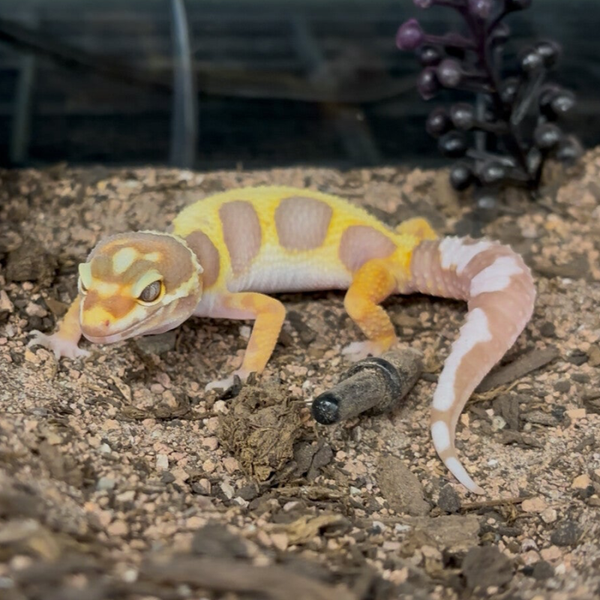 Tremper Bandit Leopard Gecko