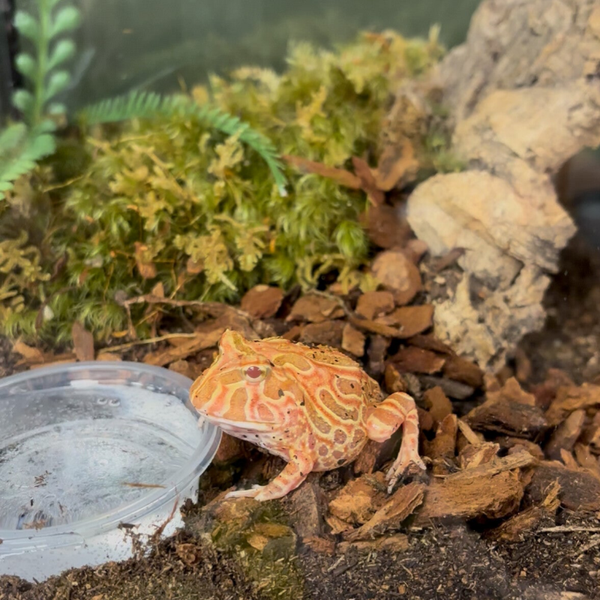 Strawberry Pac Man Frog