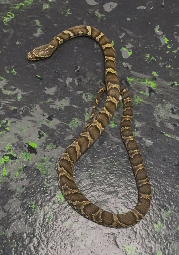 Russian Ratsnake