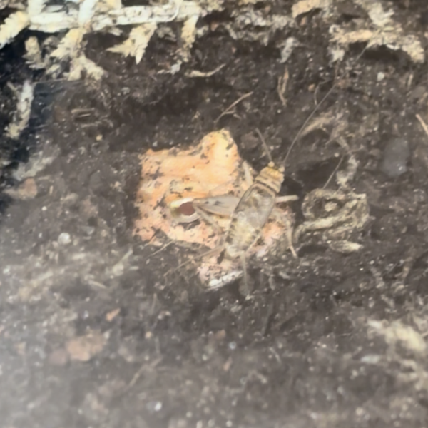 Apricot Pac Man Frog