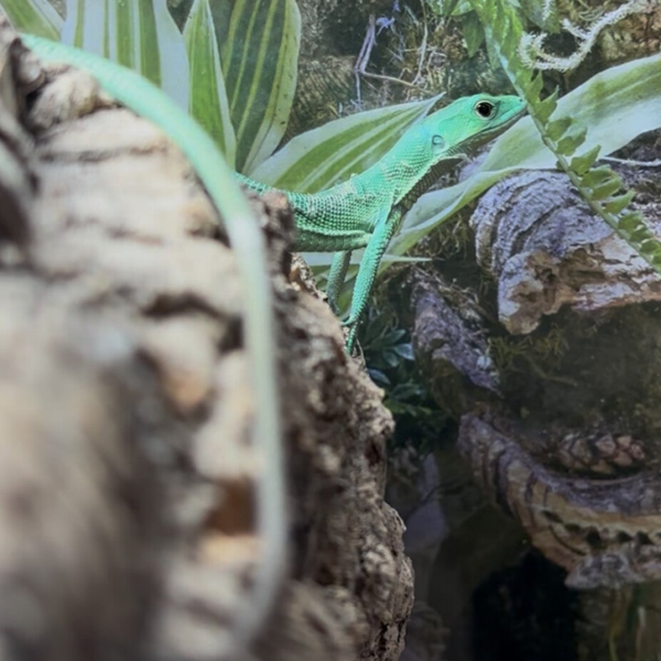Green Keel-Bellied Lizard