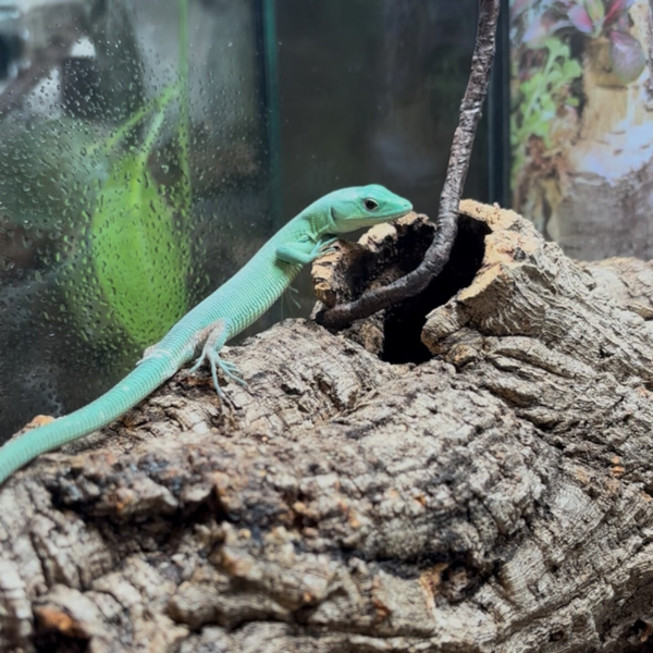 Green Keel-Bellied Lizard