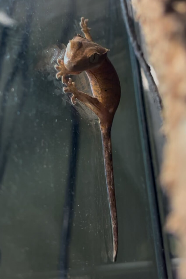Crested Gecko