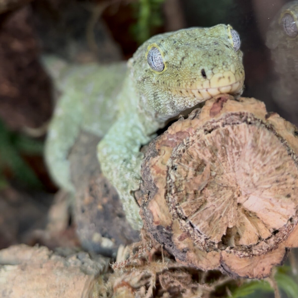New Caledonian Leachie Gecko