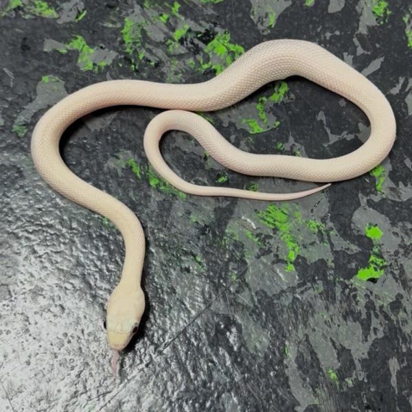 Texas Leucistic Ratsnake