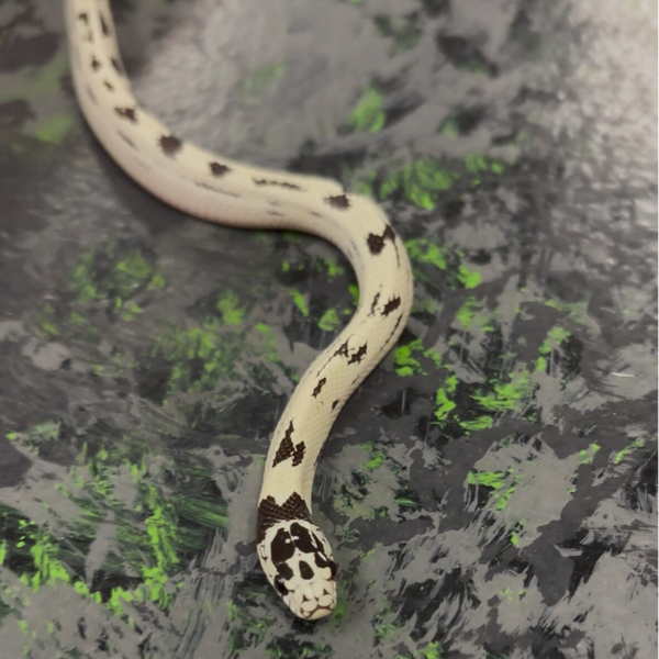 CA High White Black/White Aberrant Kingsnake