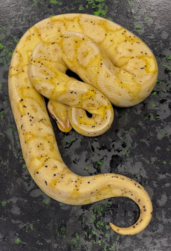 YB Banana Het Pied Ball Python
