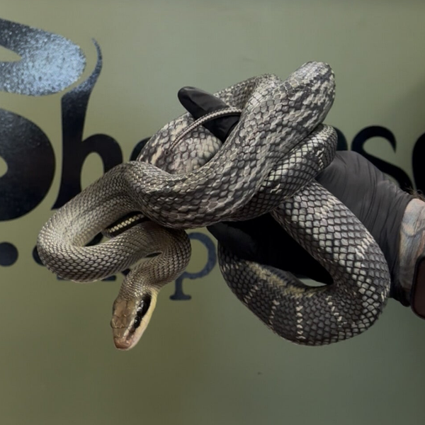 Vietnamese Blue Beauty Ratsnake