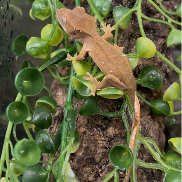 Fancy Crested Gecko
