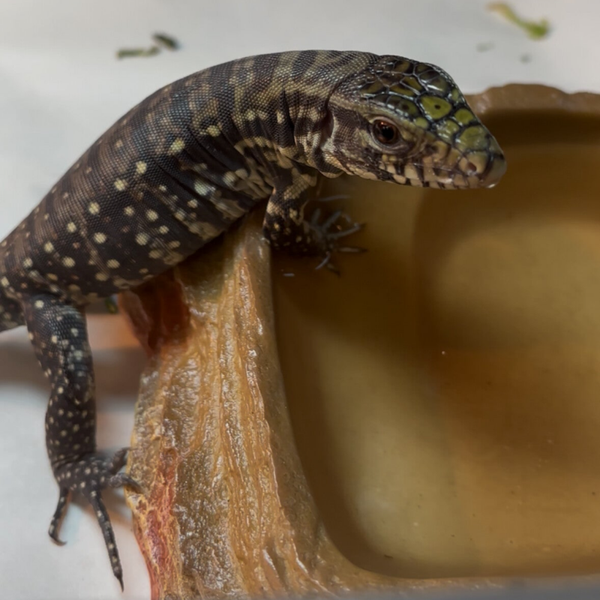 Argentine Black and White Tegu