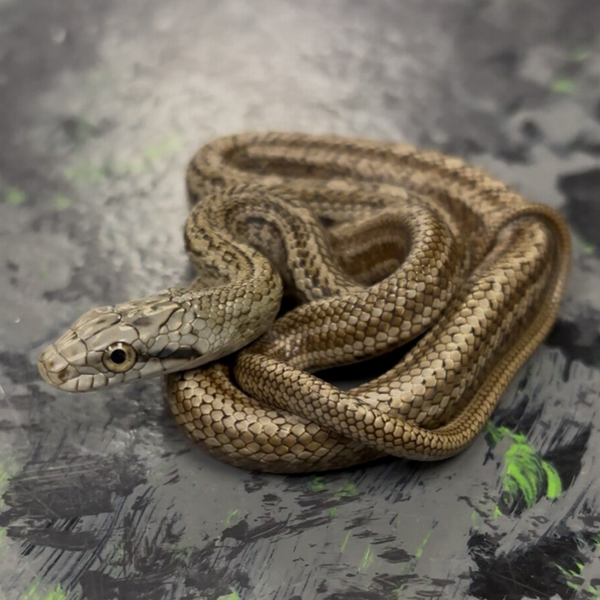Japanese Ratsnake