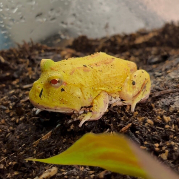 Super Pikachu Pac Man Frog