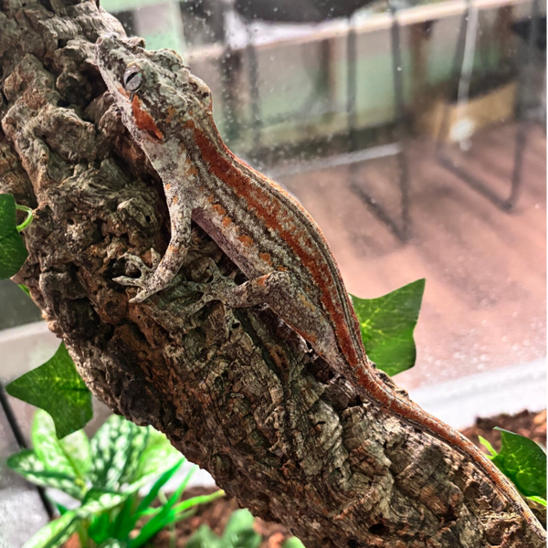 Gargoyle Gecko