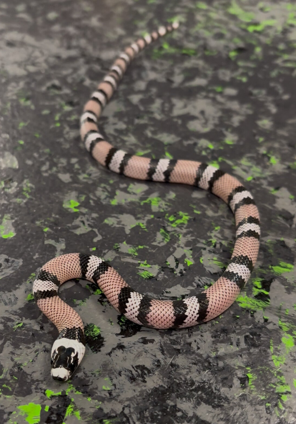Honduran Anery Milksnake