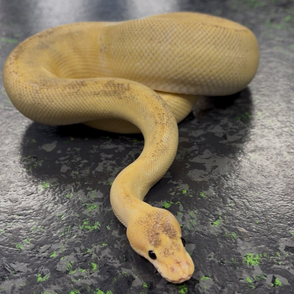 Champagne Disco Fire Ball Python