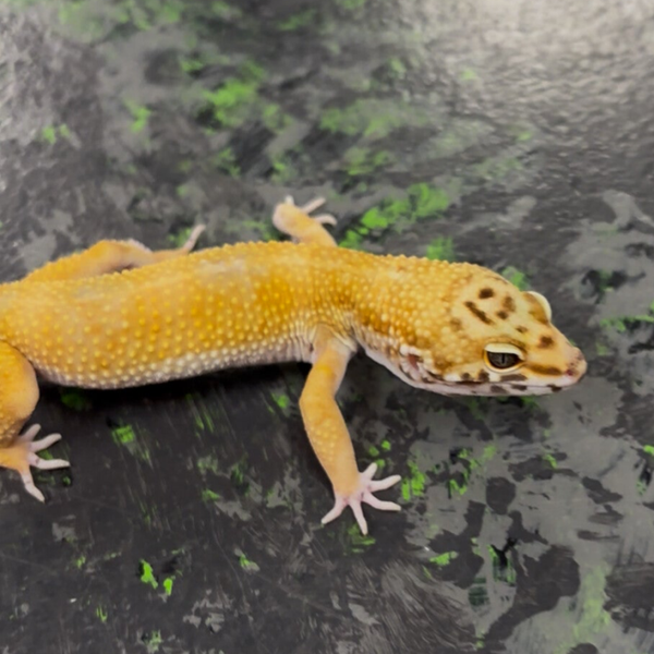 Tangerine Het Tremper Pos. Het Ecipse Leopard Gecko