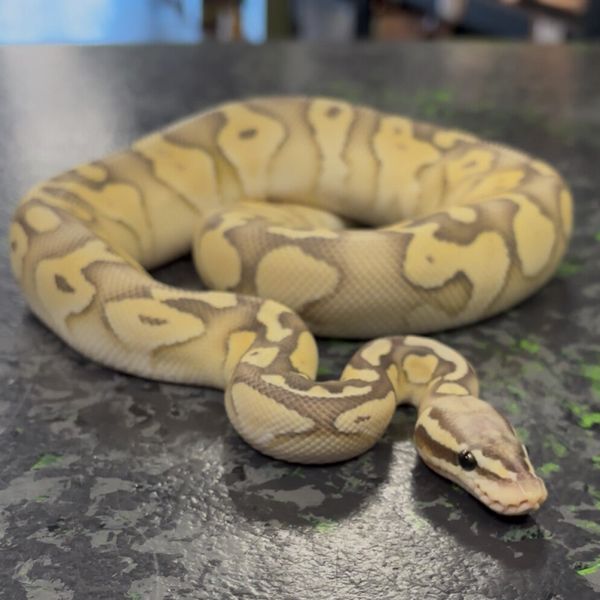 Pastel Ghost Butter Ball Python