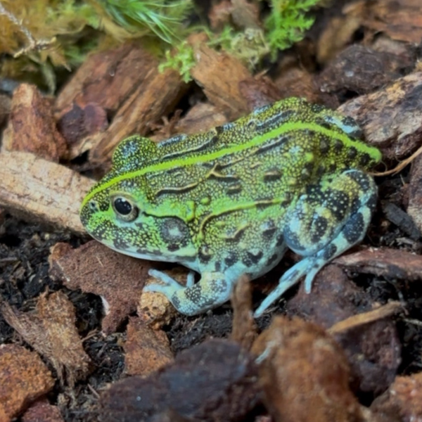 Giant Pixie Frog