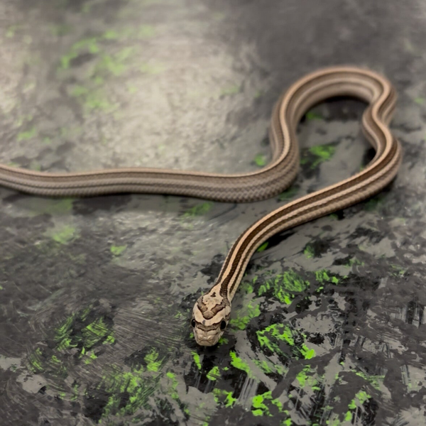 Tessera Coral Anery (Corn Snake)