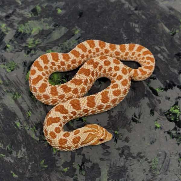Extreme Red Western Hognose