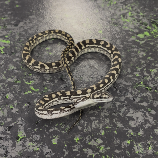 Axanthic Carpet Python