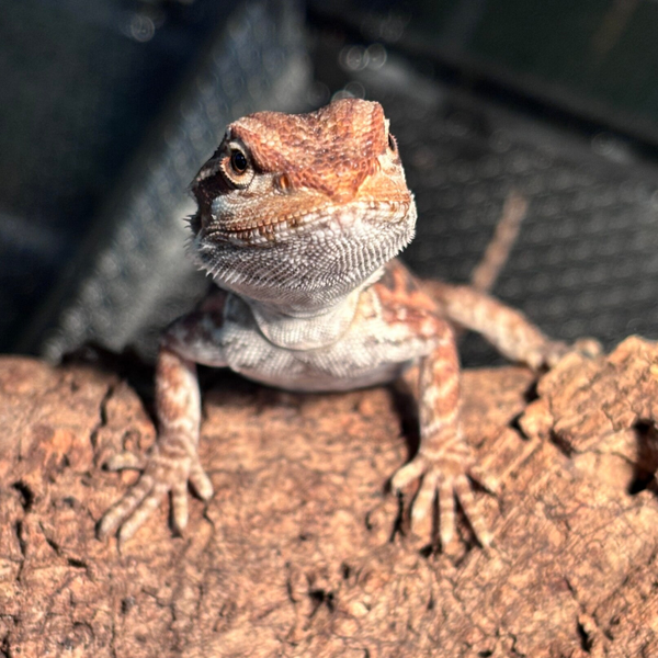 Red Monster Tiger Leatherback Het Hypo (Bearded Dragon)