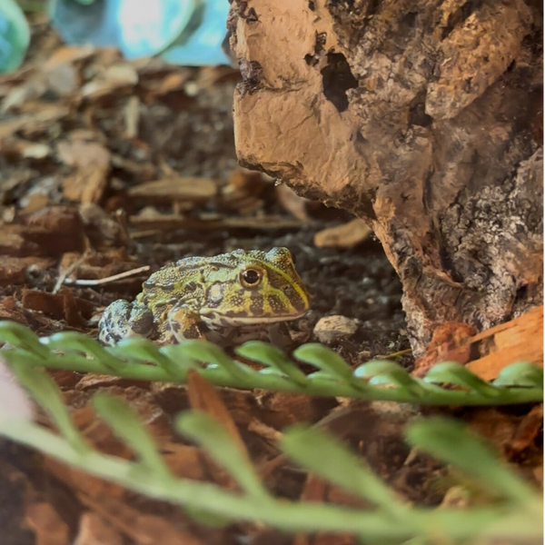 Giant Pixie Frog
