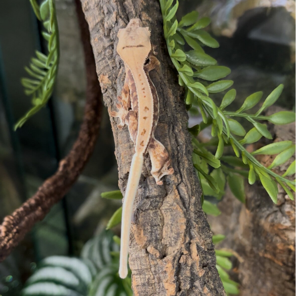 Lily White Crested Gecko