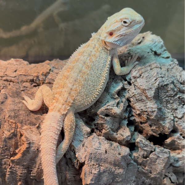 “Rosemary” Hypo Orange Het 100% Trans. 66% Zero/Witblit Bearded Dragon