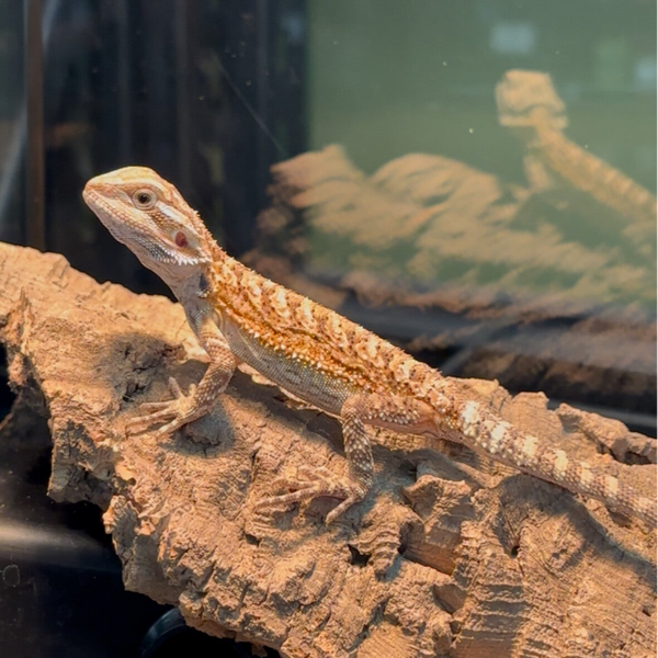 “Black Jack” Red Monster Outcross Bearded Dragon