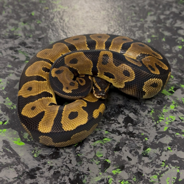 Leopard Pos. YB (Ball Python)