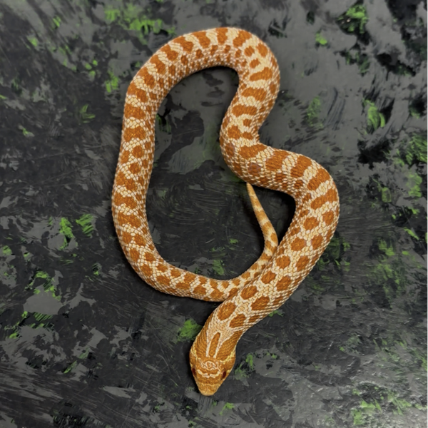 Extreme Red Western Hognose