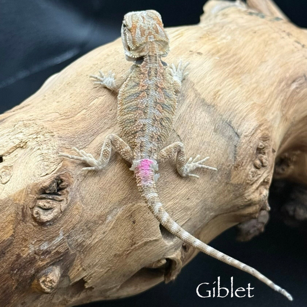 Hypo Orange Blue Bar Mercury Het 100% Trans. 66% Zero/Witblit Bearded Dragon “Giblet”