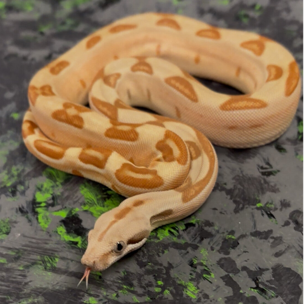 Hypo Labyrinth (Boa Constrictor)