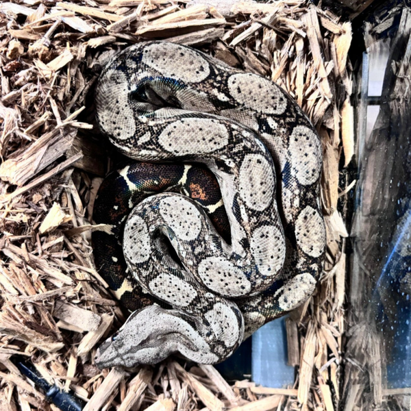 Normal (Boa Constrictor)