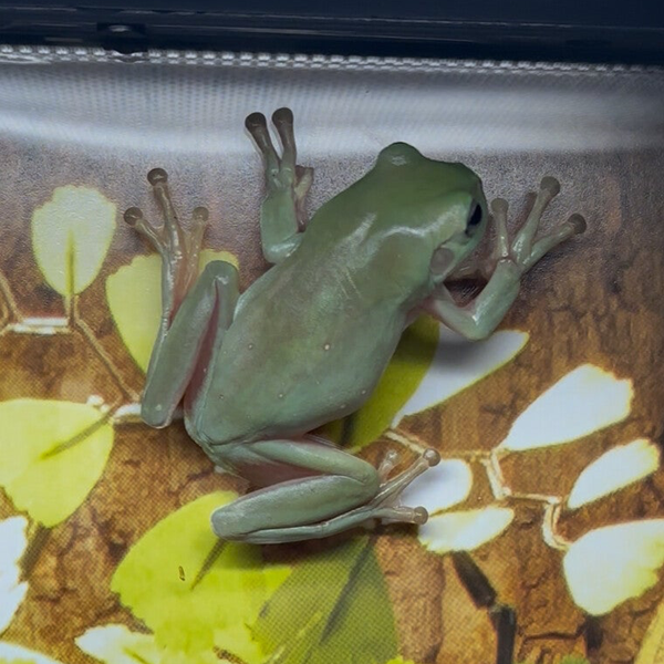White’s Tree Frogs