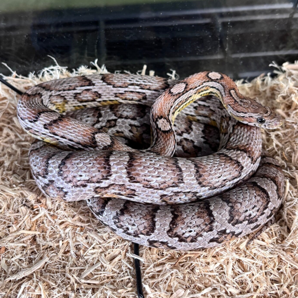 Possible Tequila  (Corn Snake)