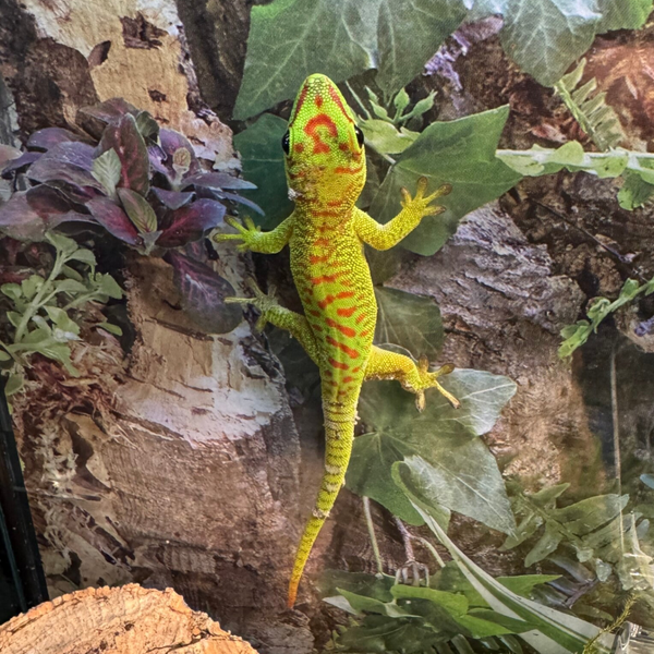 Giant Day Gecko