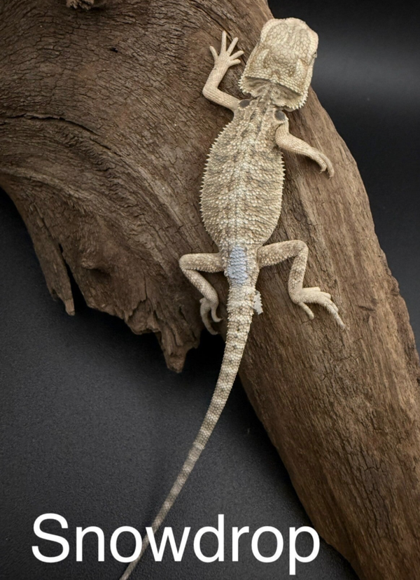 Hypo Mercury Bearded Dragon “Snowdrop”