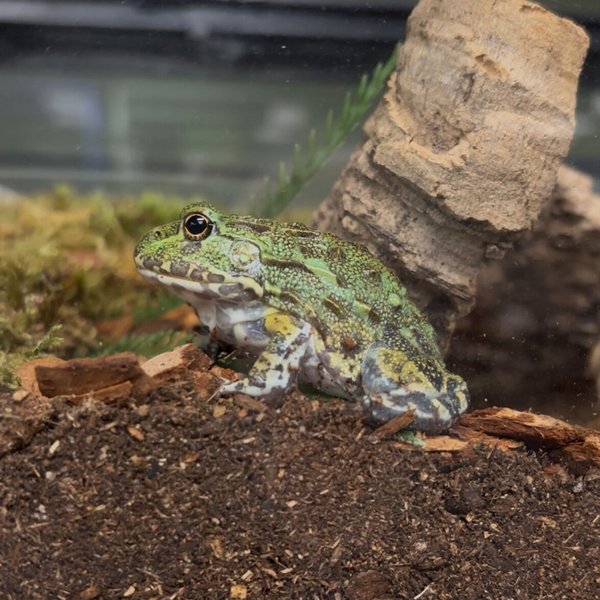Giant Pixie Frog