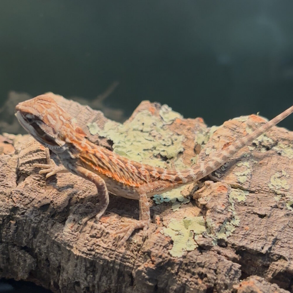 “Pineapple Express” Leatherback Red Monster Outcross Bearded Dragon