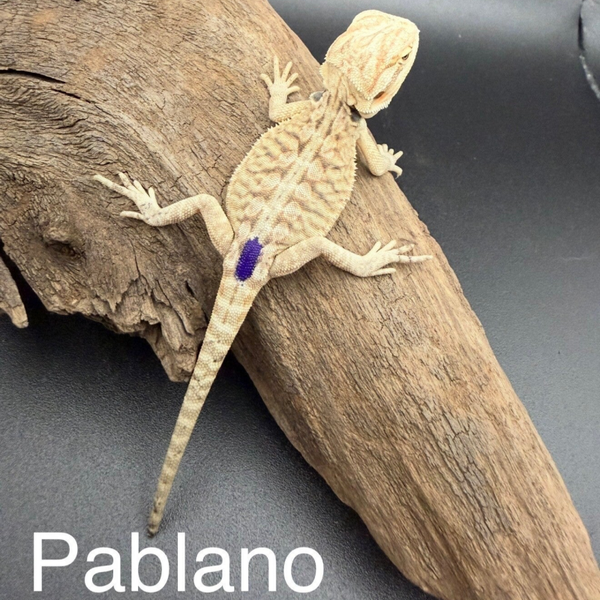 Hypo Orange Leatherback Mercury Het 100% Trans. 66% Zero/Witblit Bearded Dragon “Pablano”