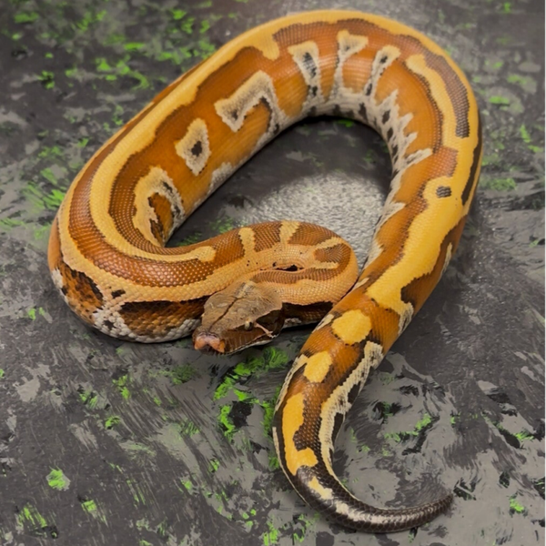 Blood Python