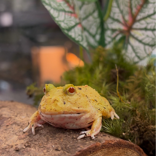 Pikachu Pac Man Frog