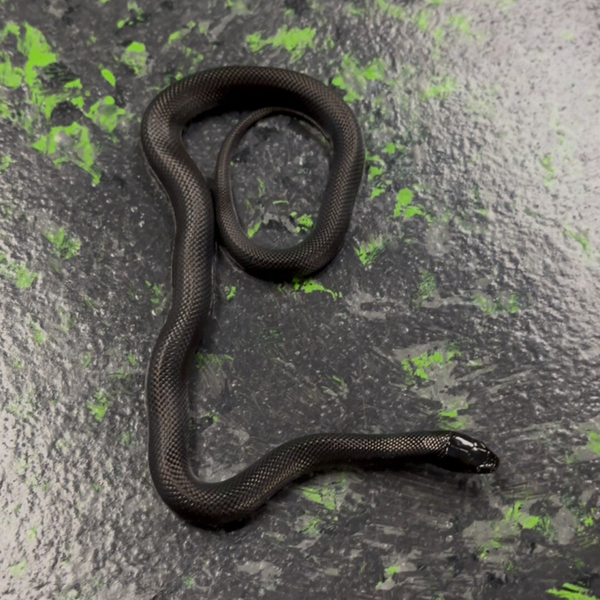 Mexican Black Kingsnake