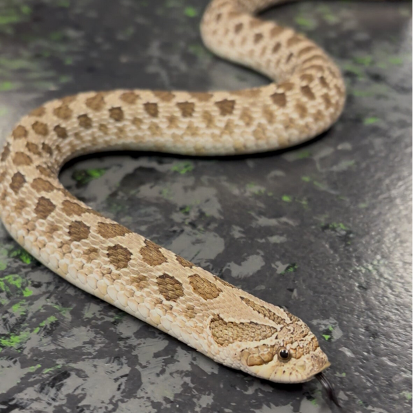 Het Lavender Western Hognose