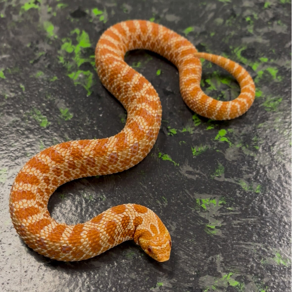 Extreme Red Western Hognose