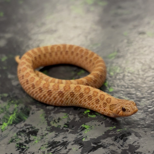 Mai Tai Western Hognose